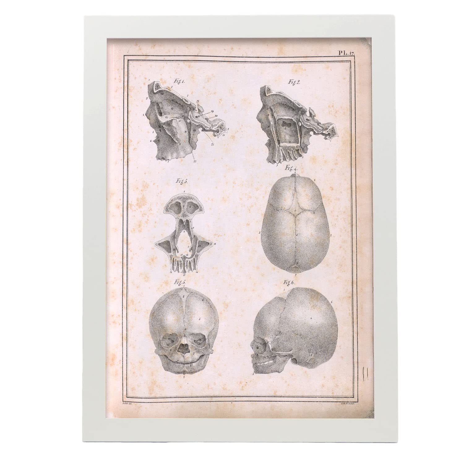Nacnic póster de cráneo infantil ilustraciones decorativas de anatomía y medicina en estilo vintage diseño y tamaño a3 con marco blanco