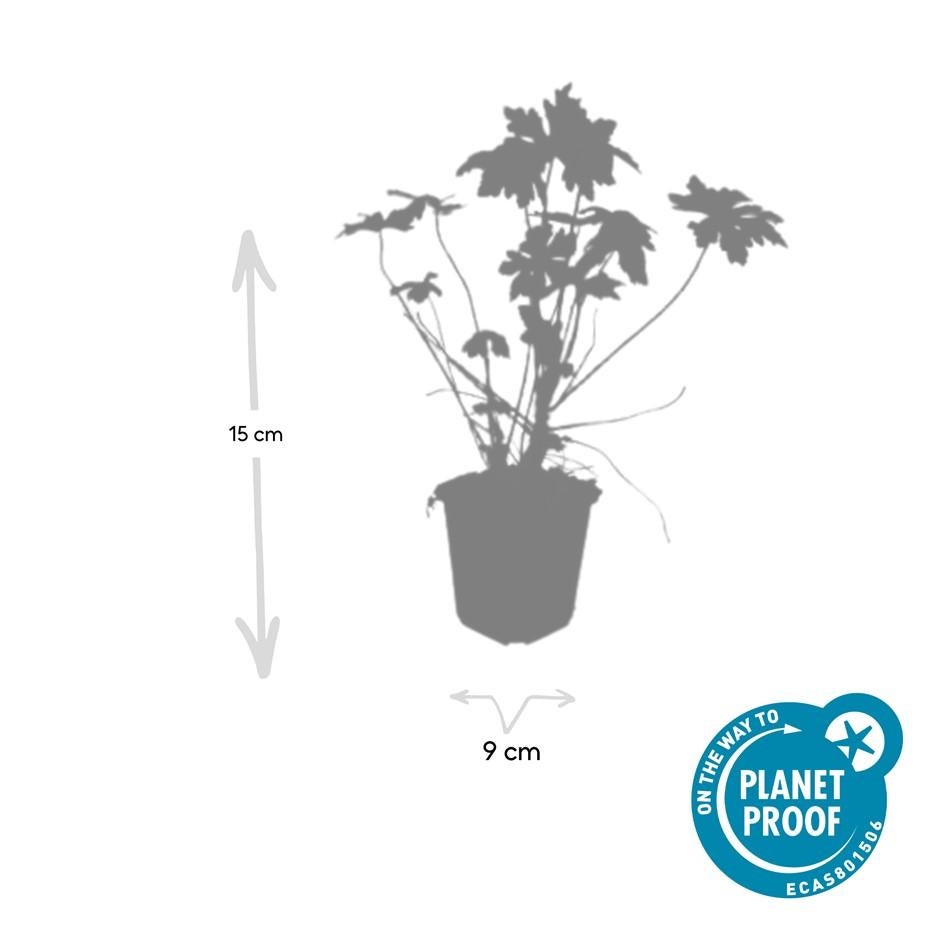 12x Géranium macrorrhizum - Couvre-sol robuste à feuilles parfumées et fleurs printanières, 10-25 cm, pot Ø9 cm - 3