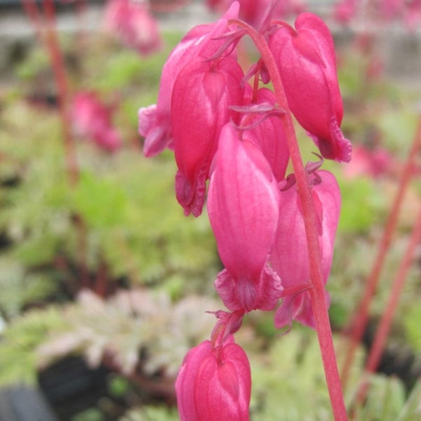 Coeur de Marie de Formose 'Luxuriant' Godet de 8/9 cm | Leroy Merlin