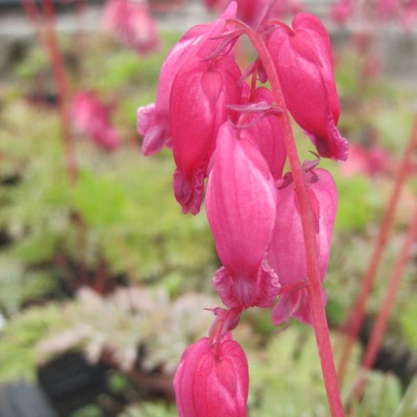 Rose Formose Coeur de Marie de Formose 'Luxuriant' Godet de 8/9 cm | Leroy Merlin