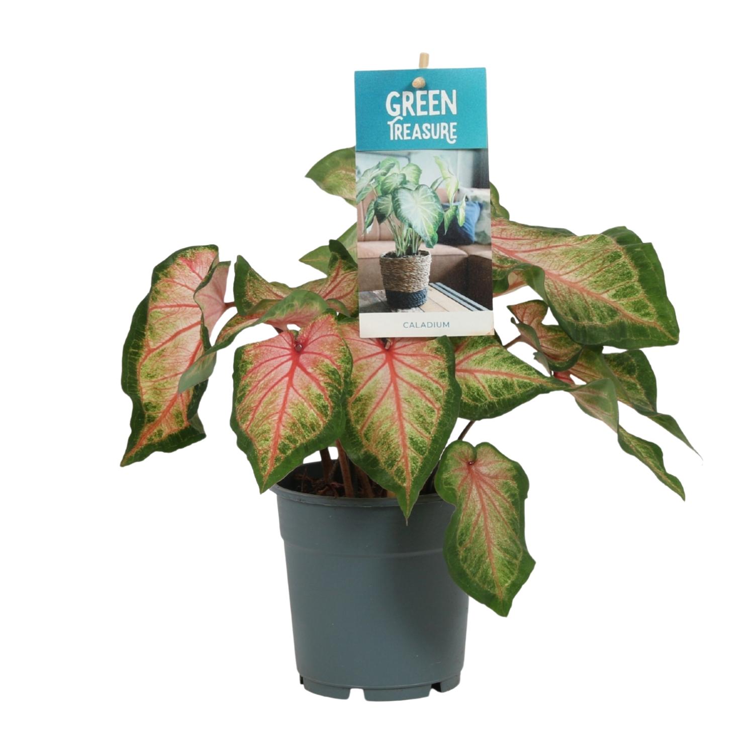 Caladium Różowe 12 cm - Roślina doniczkowa 25 cm - Liście serca różowe i dekoracyjne