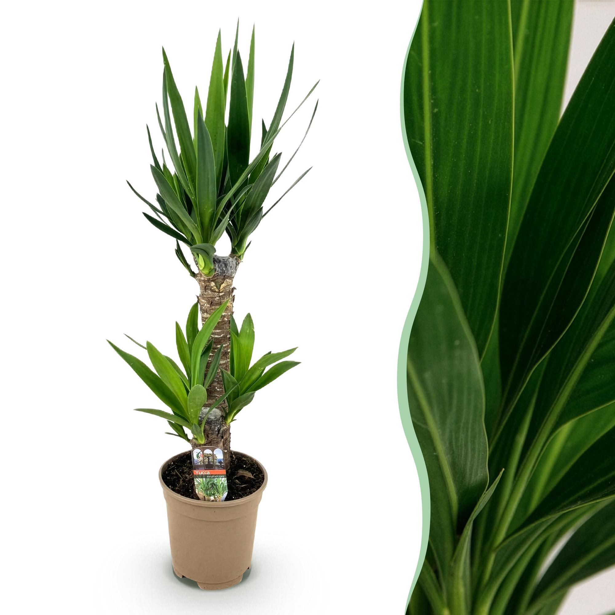 Varit De Yucca D Intrieur