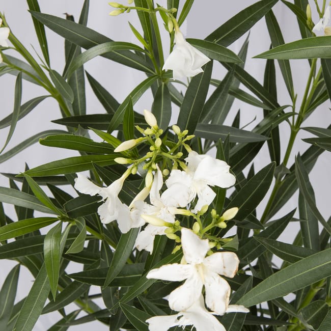 Nerium Oleander Souer Agnes - Oleandro - Vendita Online