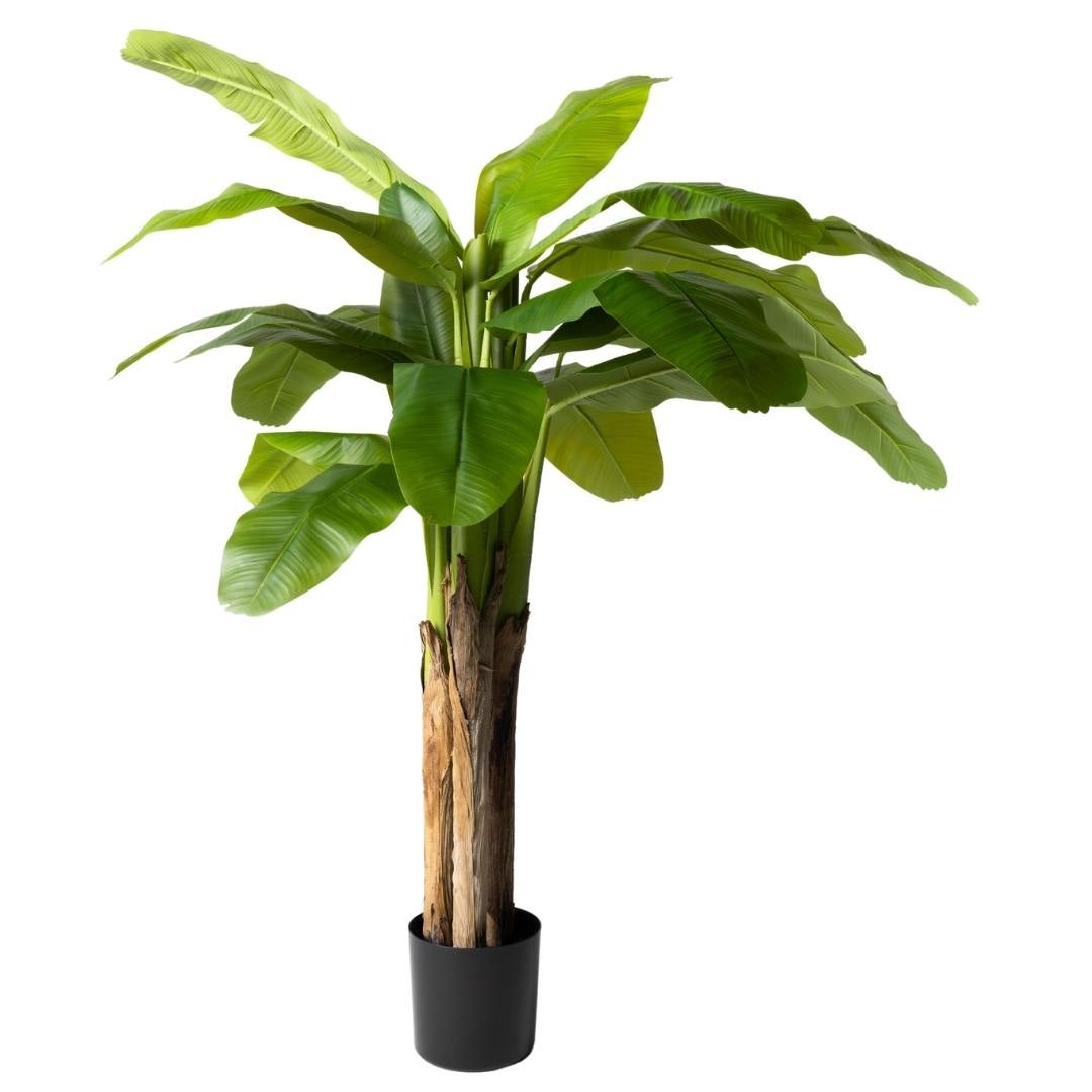 Kactus Republic  Planta Artificial Platanera Banana Tropical 180Cm. Gran Realismo Tronco Natural Con Maceta Para Decoración Interior Salón Hogar Y Oficina , Leroy Merlin