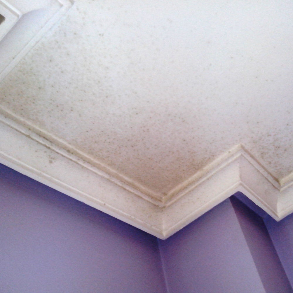 Peinture mate anti-moisissure pour intérieur (25 kg, acrylique mat) - Peinture respirante qui empêche la condensation - 2