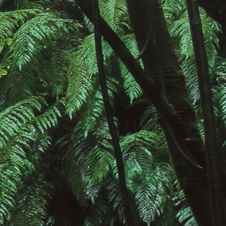 Fotomurale in tessuto non tessuto di Komar - Stefan Hefele Secret Veil - Dimensione: 450 x 280 cm - 6