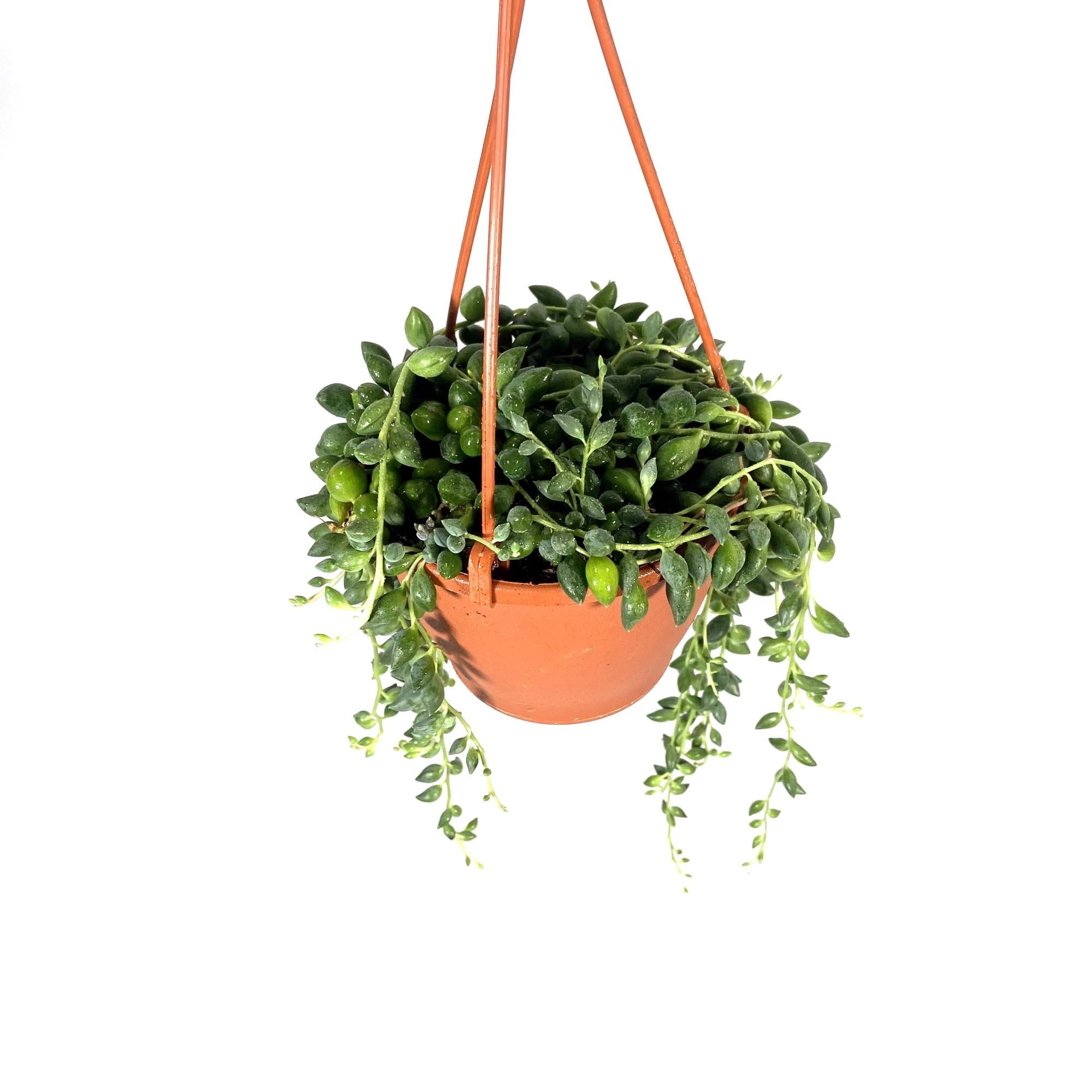 Pianta Senecio Herreianus - Pianta Del Rosario O Collana Di Perle, Vaso 19 Cm - Foto 13