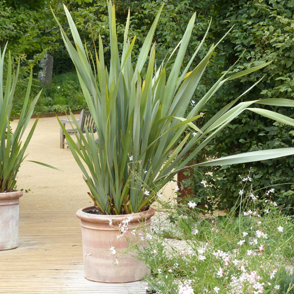 Lin de Nouvelle-Zélande Pot de 7,5L/10L | Leroy Merlin
