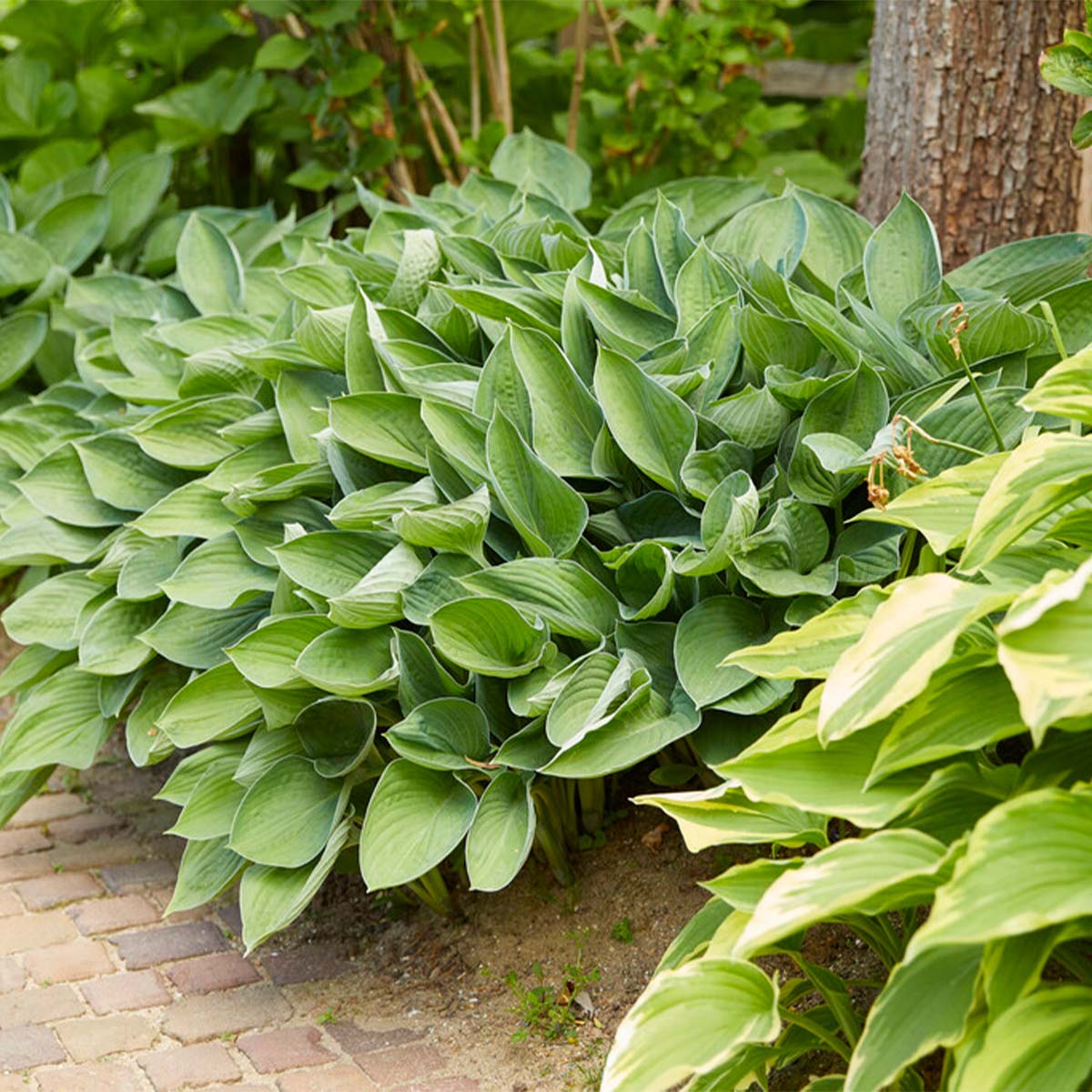 Hosta Sieboldiana 'Elegans' - Hosta - Plantes de jardin - Rustique ...