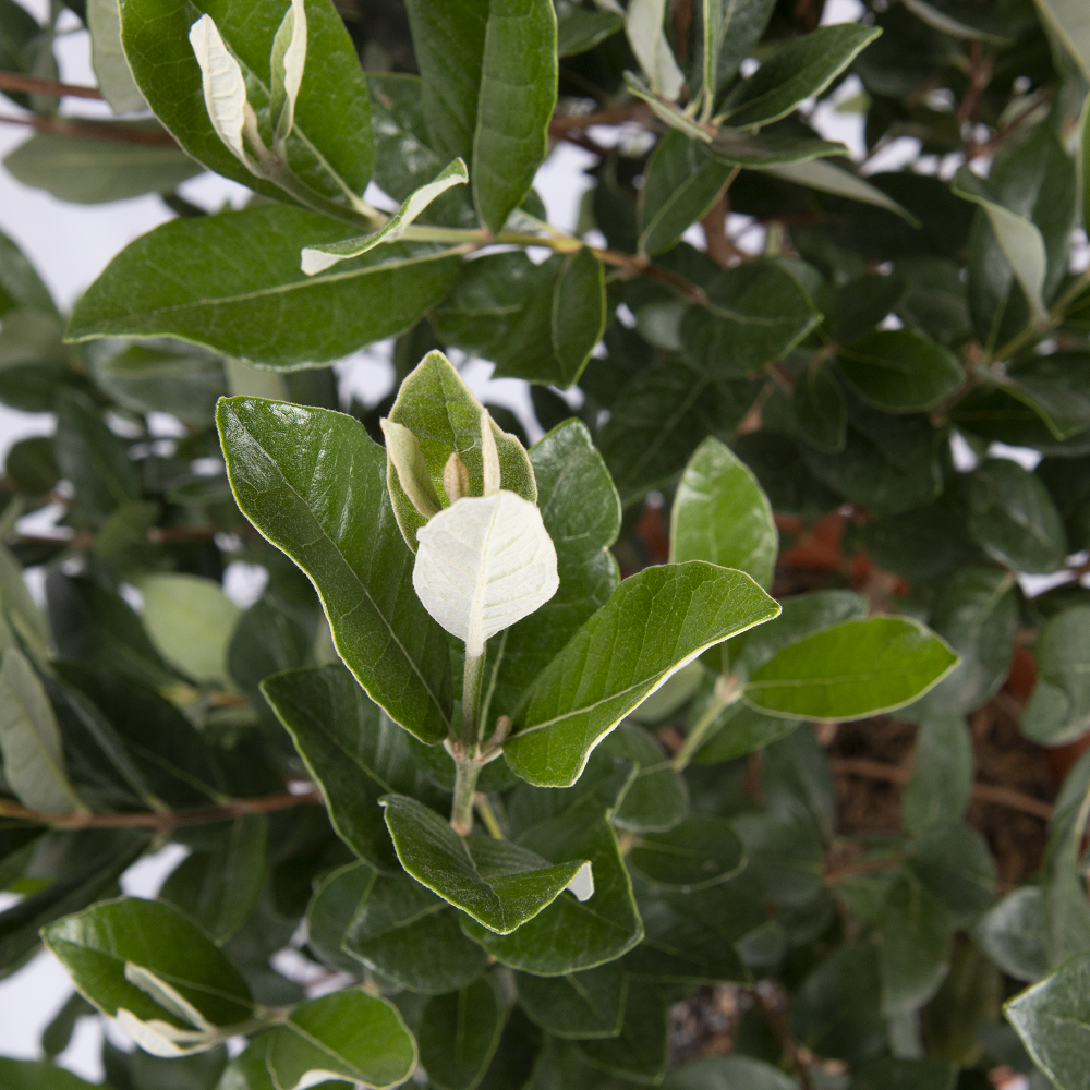 KENTIS - Feijoa Acca Sellowiana - Piante Vere da Esterno da Frutto - Pianta da Giardino Sempreverde - H 100/125 cm Vaso Ø 24 cm - 2