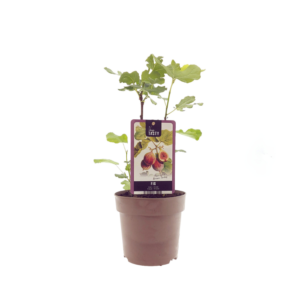 Ficus Brown Turkey Ø15cm - 40cm - Tropikalna Roślina Doniczkowa z Dużymi Liśćmi