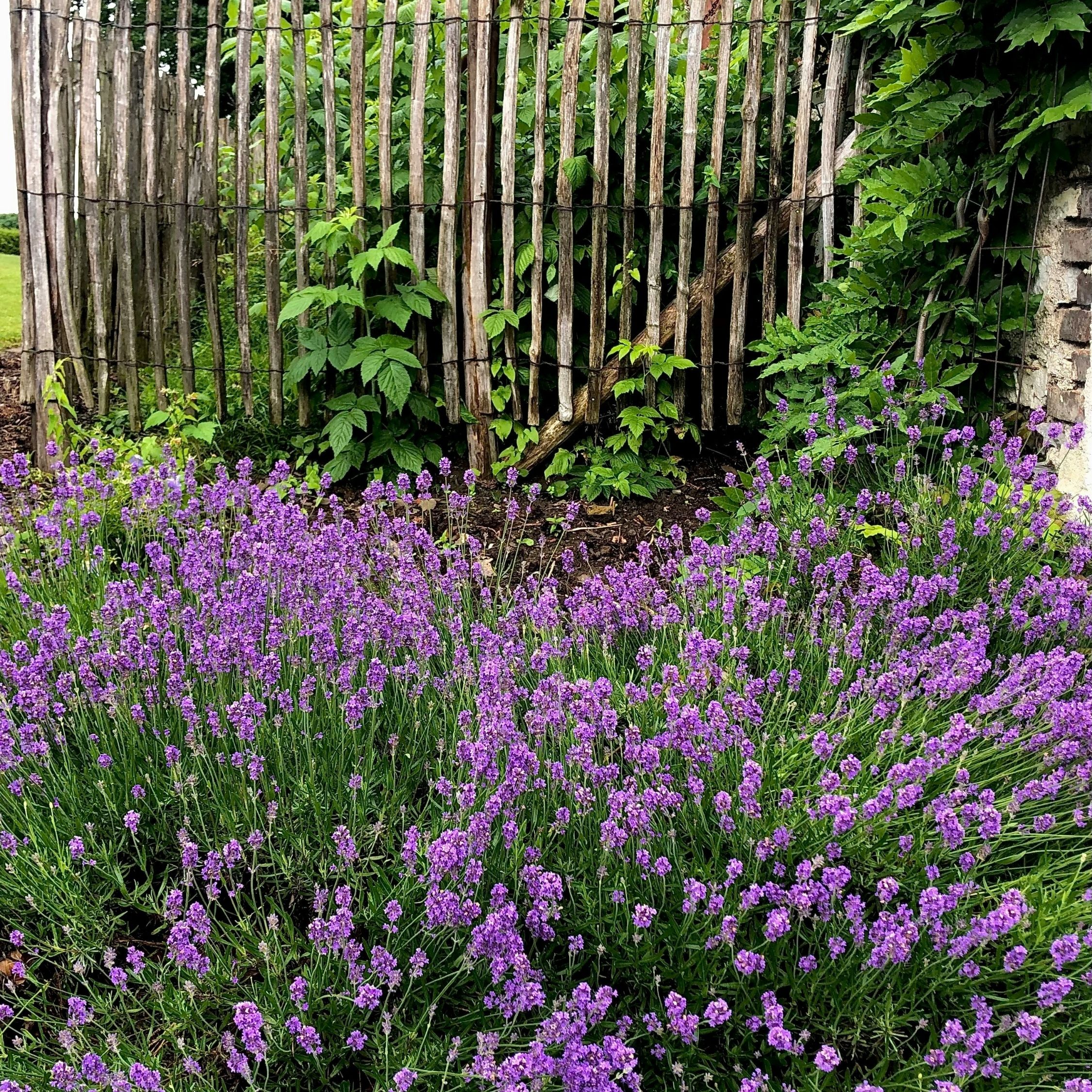 Pianta di lavanda - 12 Pezzi - Lavandula angustifolia - a10-15cm - ⌀10,5cm - 3