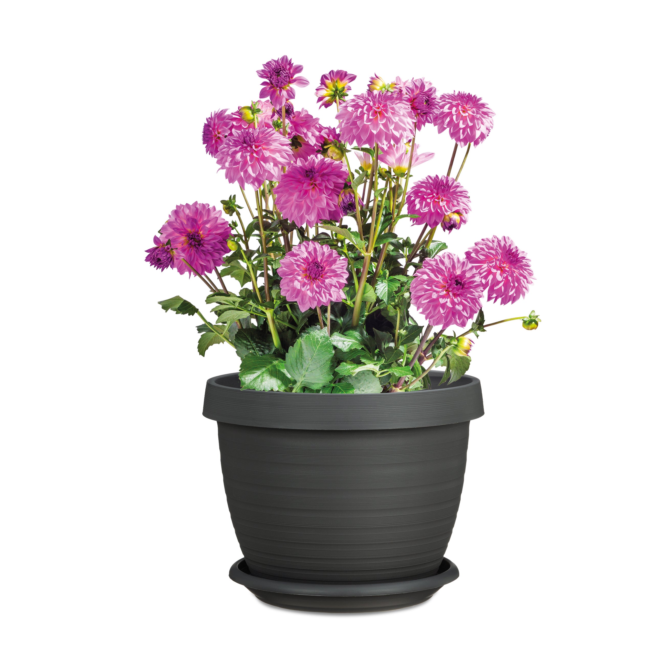 Scheurich Set de 3 pots à fleurs Country Star 40 avec soucoupes, en plastique coloris: Metallic Grey, 39 cm de diamètre, 30 cm de hauteur, 21,5 l vol. - 2