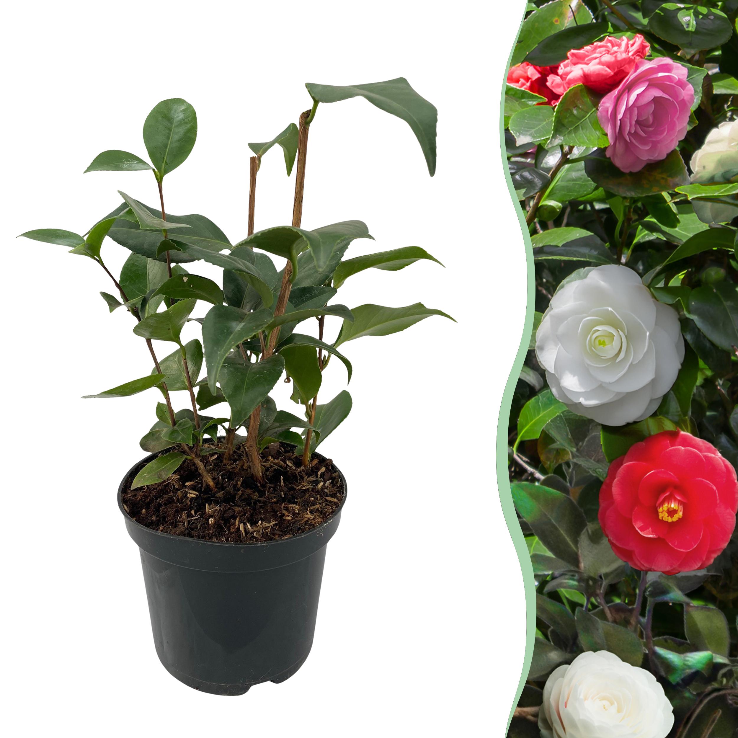 Camellia japonica Tricolour – Kamelia o kwiatach różowych, białych i czerwonych – 1 roślina – Zimozielona – Doniczka 15 cm – Wysokość 30 cm