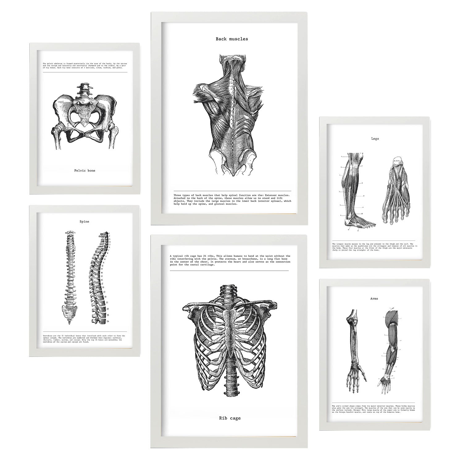 Set de 6 posters de anatomia. coleccion de láminas con estetica collage para la tamanos a3 y a4 con marco blanco
