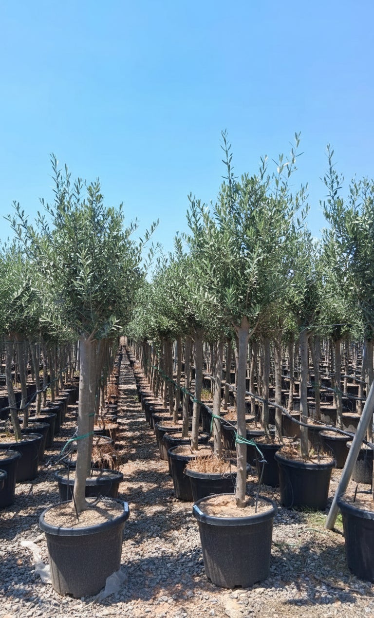 Olivier méditerranéen Olea europaea 170 cm – Résistant au gel jusqu’à -18 °C – Ambiance méditerranéenne pour le jardin et la terrasse - 15 ans - 2