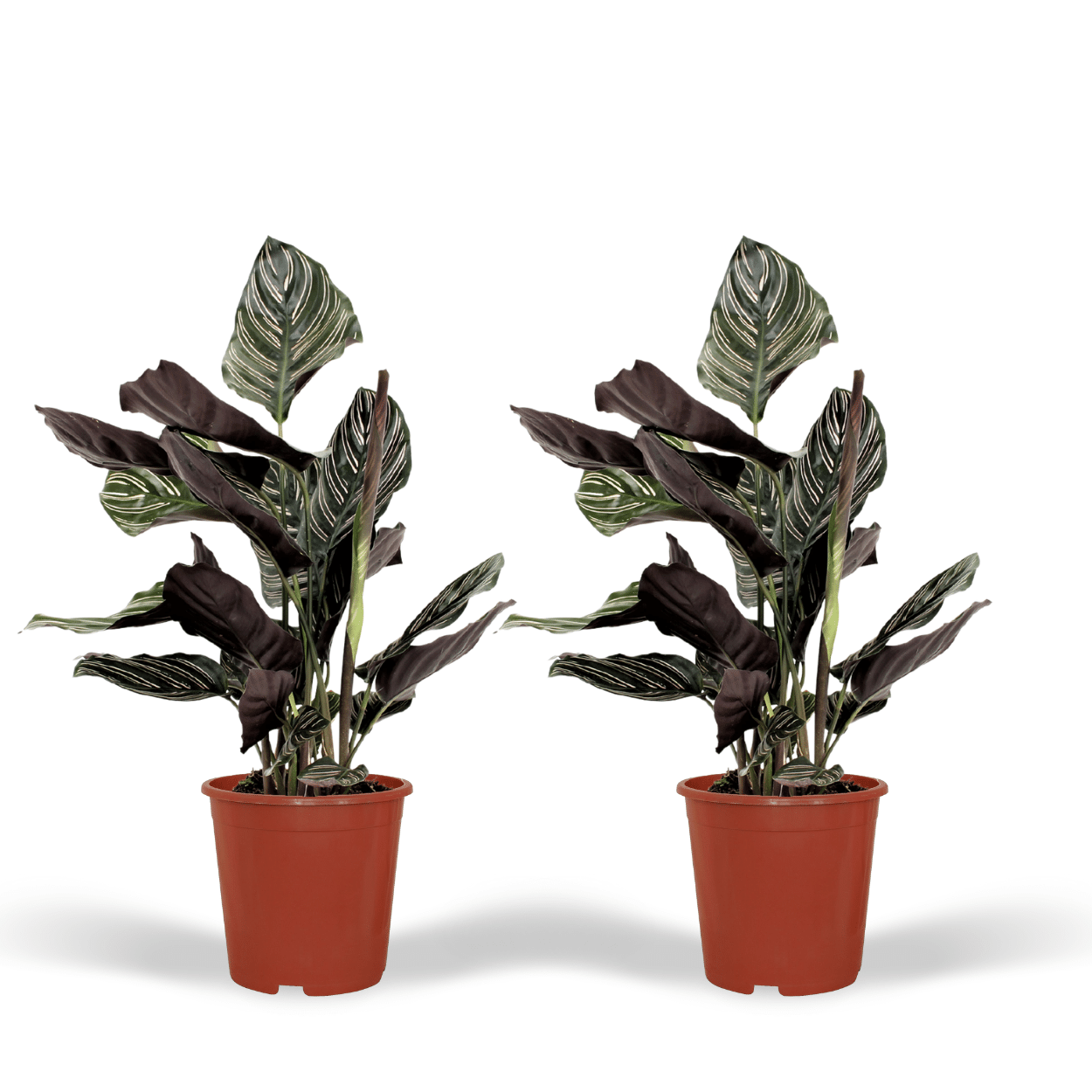 Zestaw 2x Calathea Ornata - Roślina paw tropikalny - Wysokość 50cm - Doniczka Ø14cm - Roślina doniczkowa ozdobna
