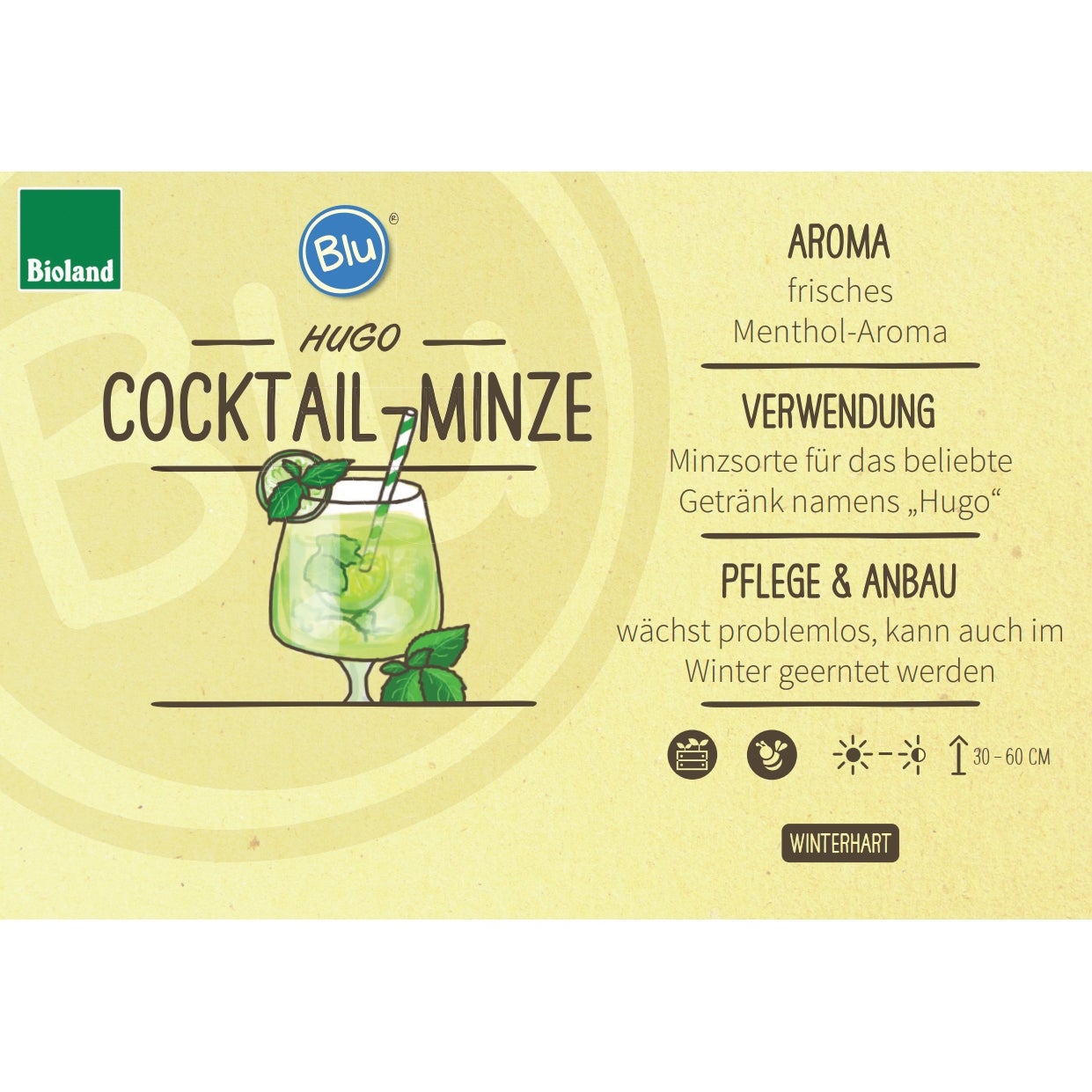 HUGO menta - menta da cocktail in qualità biologica - Mentha spicata - pianta erbacea in vaso da 12 cm - 2