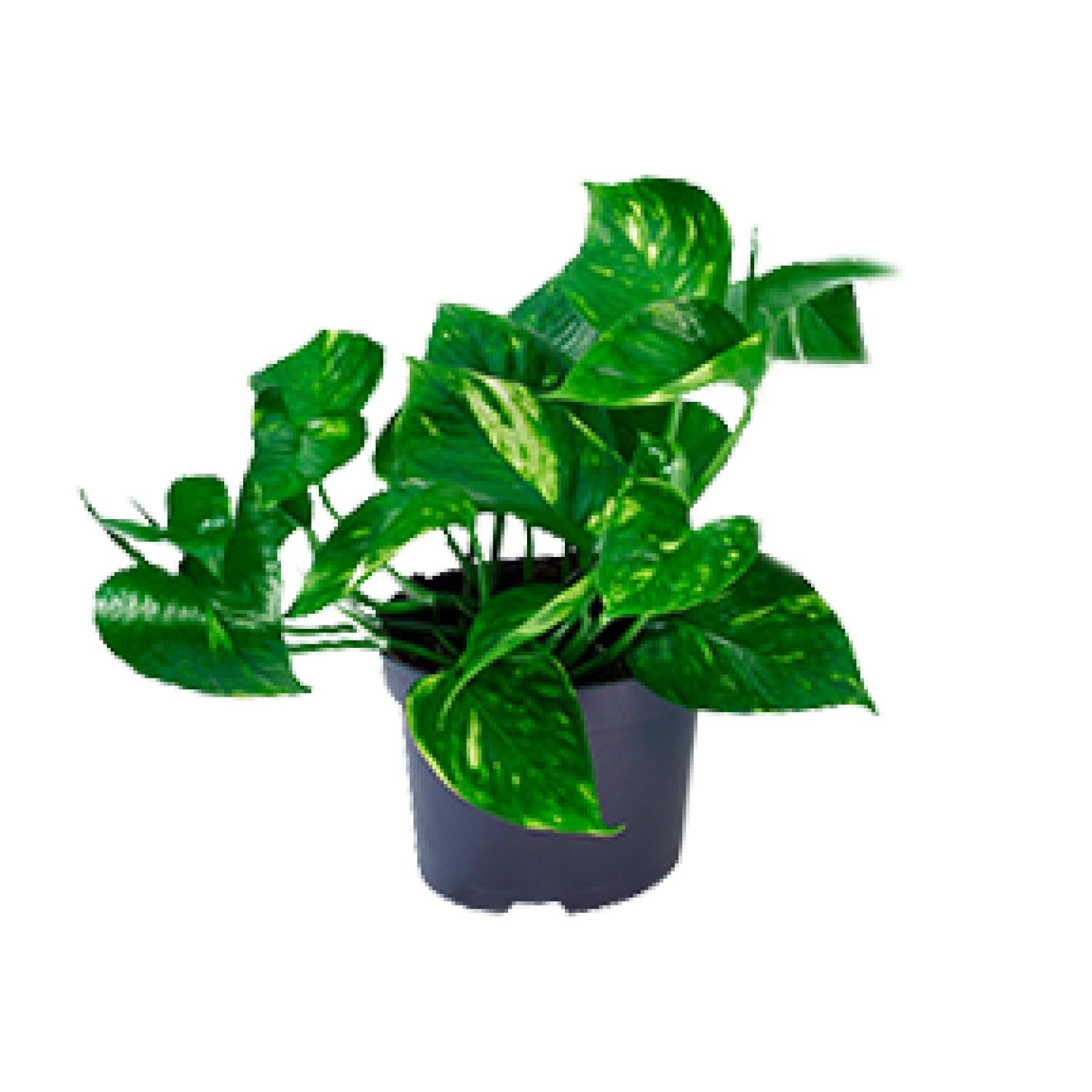 Epipremnum Aureum - Roślina doniczkowa - Doniczka Ø12 cm - Wysokość 20 cm