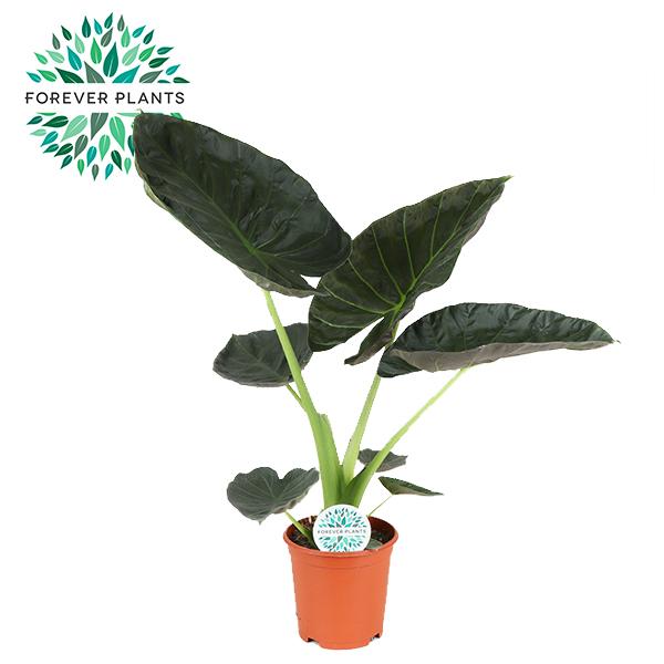 Alocasia Regal Shield 21 cm - Roślina doniczkowa 90 cm - Liście sercowate błyszczące