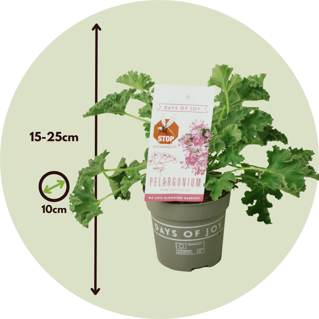 Geranio Rosa Profumato - 3 Pezzi - Pelargonium - Altezza 15-25cm - ⌀10cm - 6
