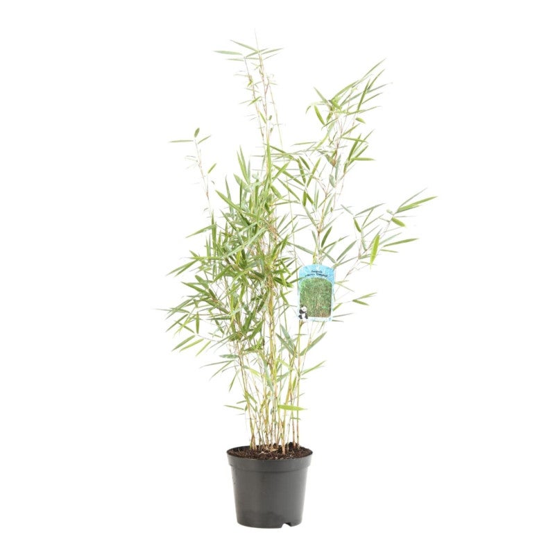 Bambou Fargesia robusta Campbell 60/80cm Pot 3L | Leroy Merlin