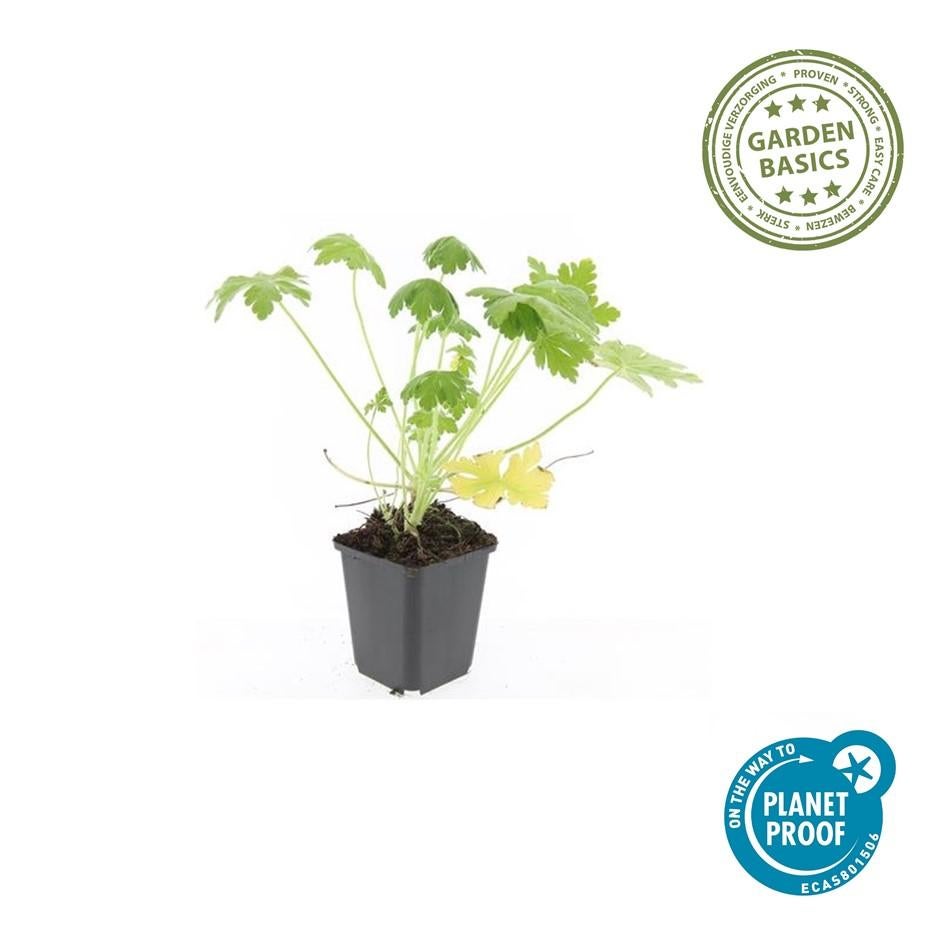24x Plante Geranium macr. 'Spessart' - ↕10-25cm (hauteur) - Ø9cm (diamètre)– ComfortXL Green - 4