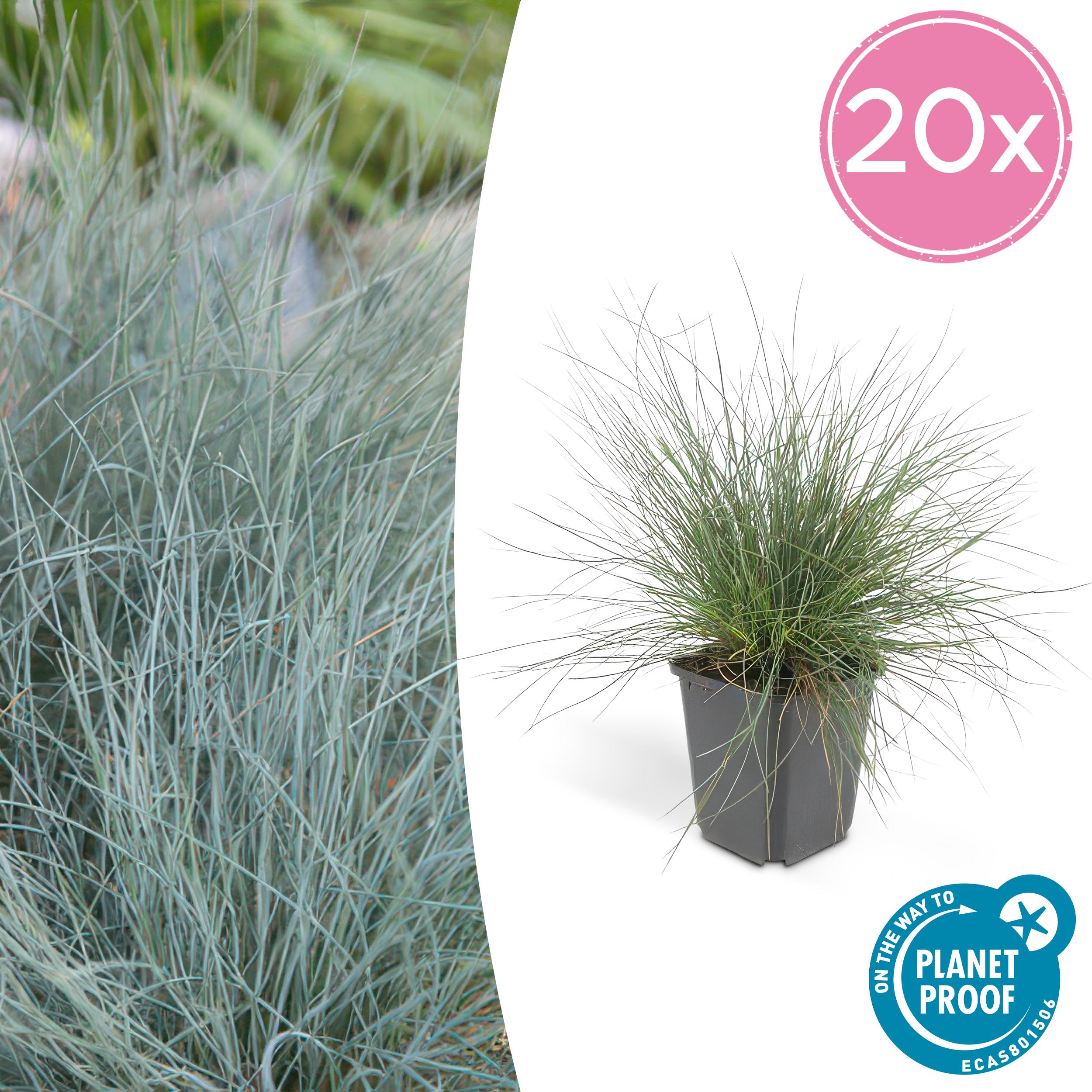 Festuca Blu (Festuca Glauca) - Set Da 3 Piante In Vaso 9cm - Erba Ornamentale Per Giardini Rocciosi E Bordure