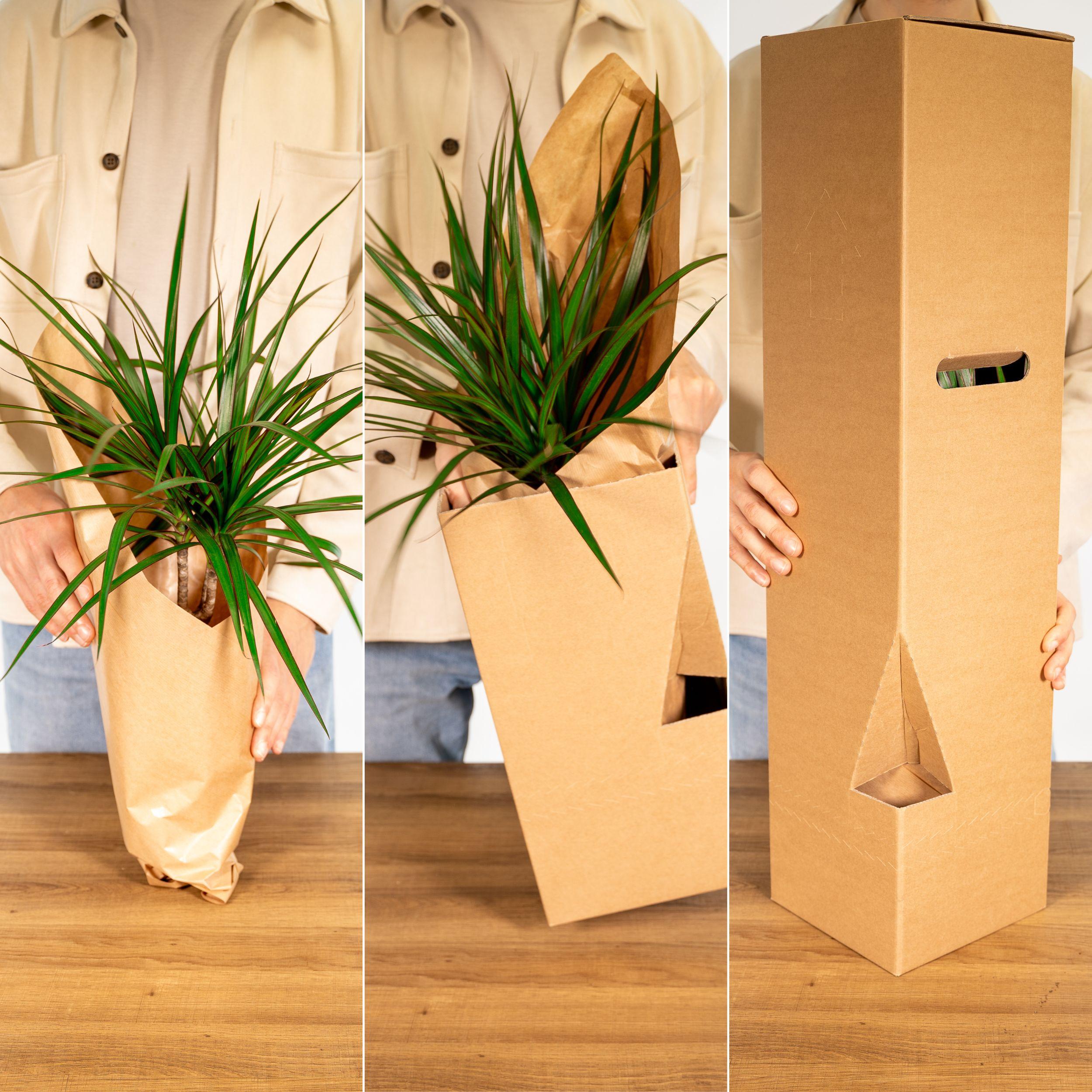 Zamioculcas Zamiifolia - Plante d’intérieur facile - Feuillage vert brillant - Pot Ø17 cm - Hauteur 70 cm - 6