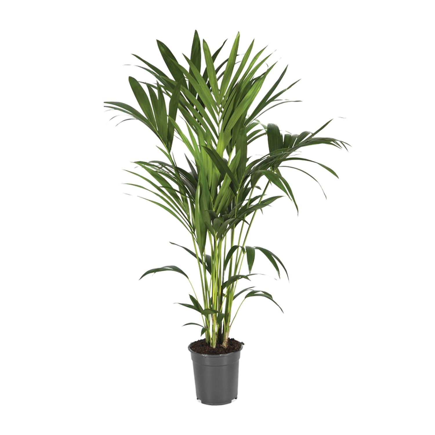 Howea Forsteriana – Palma Kentia doniczkowa Ø21cm Wysokość 120cm Liście eleganckie