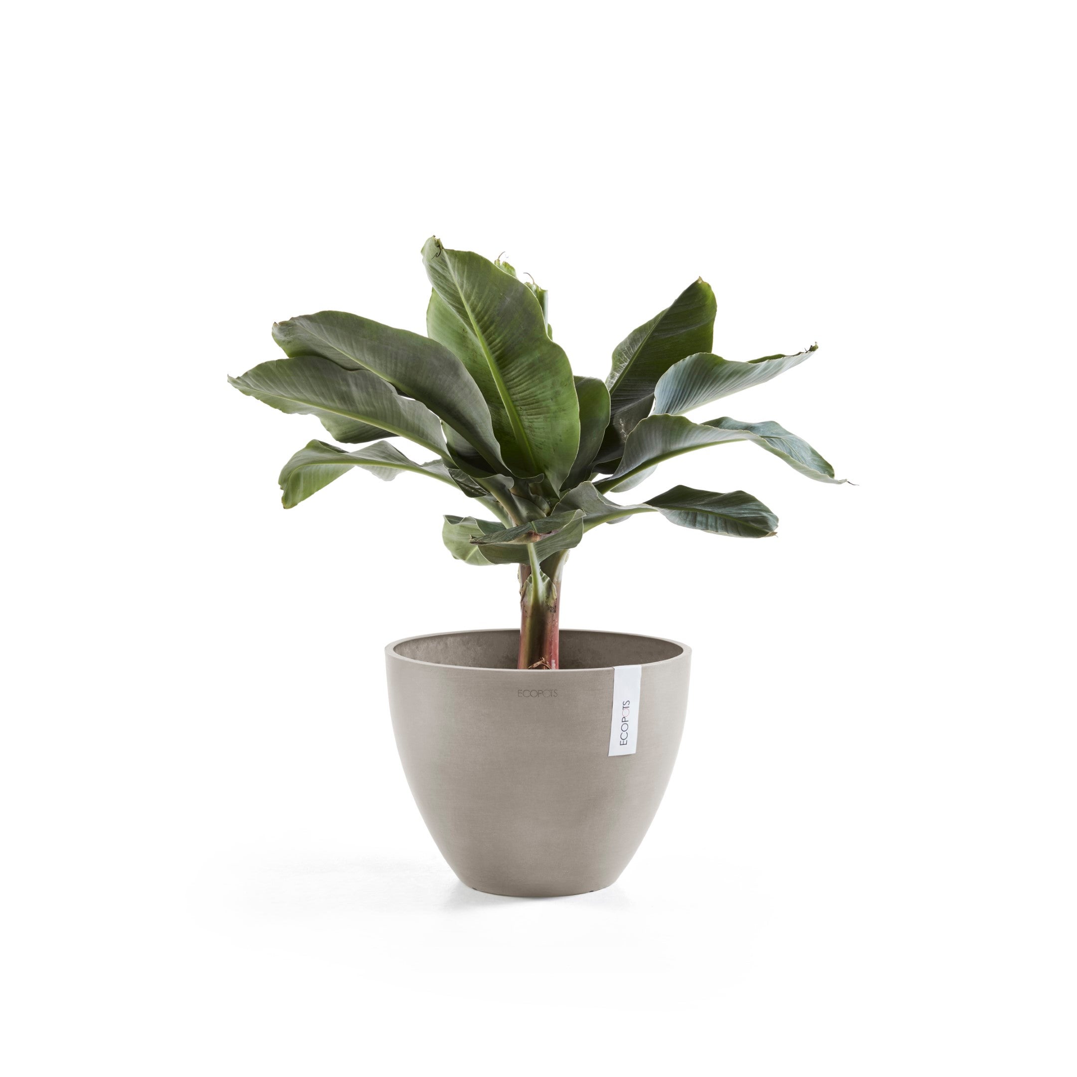 Ecopots Sottovaso Quadrato 50 per Vasi da Fiori - L 43 cm x P 43 cm x A 3,5 cm - Grigio Scuro - Per Interni ed Esterni - 2