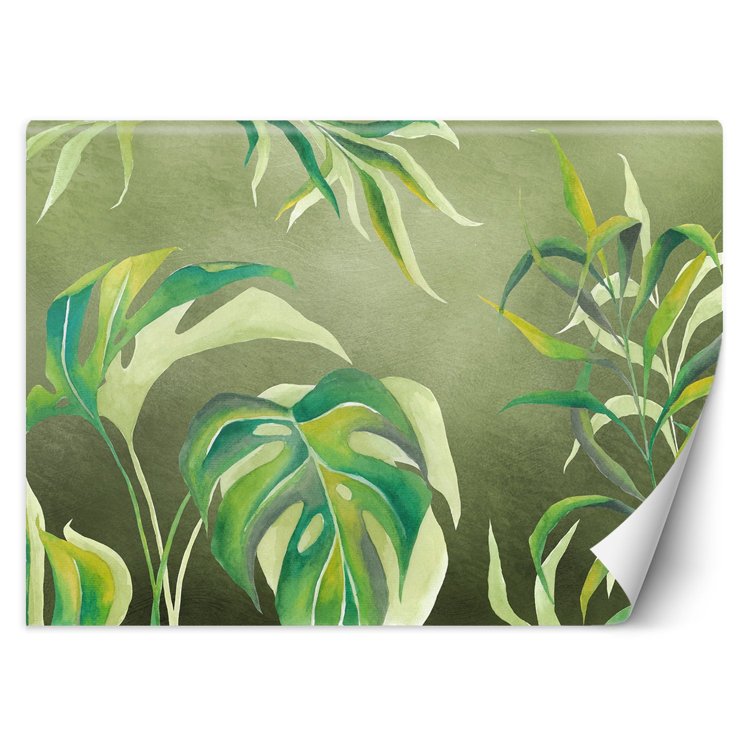 Fototapeta, Liście Monstera 150x105