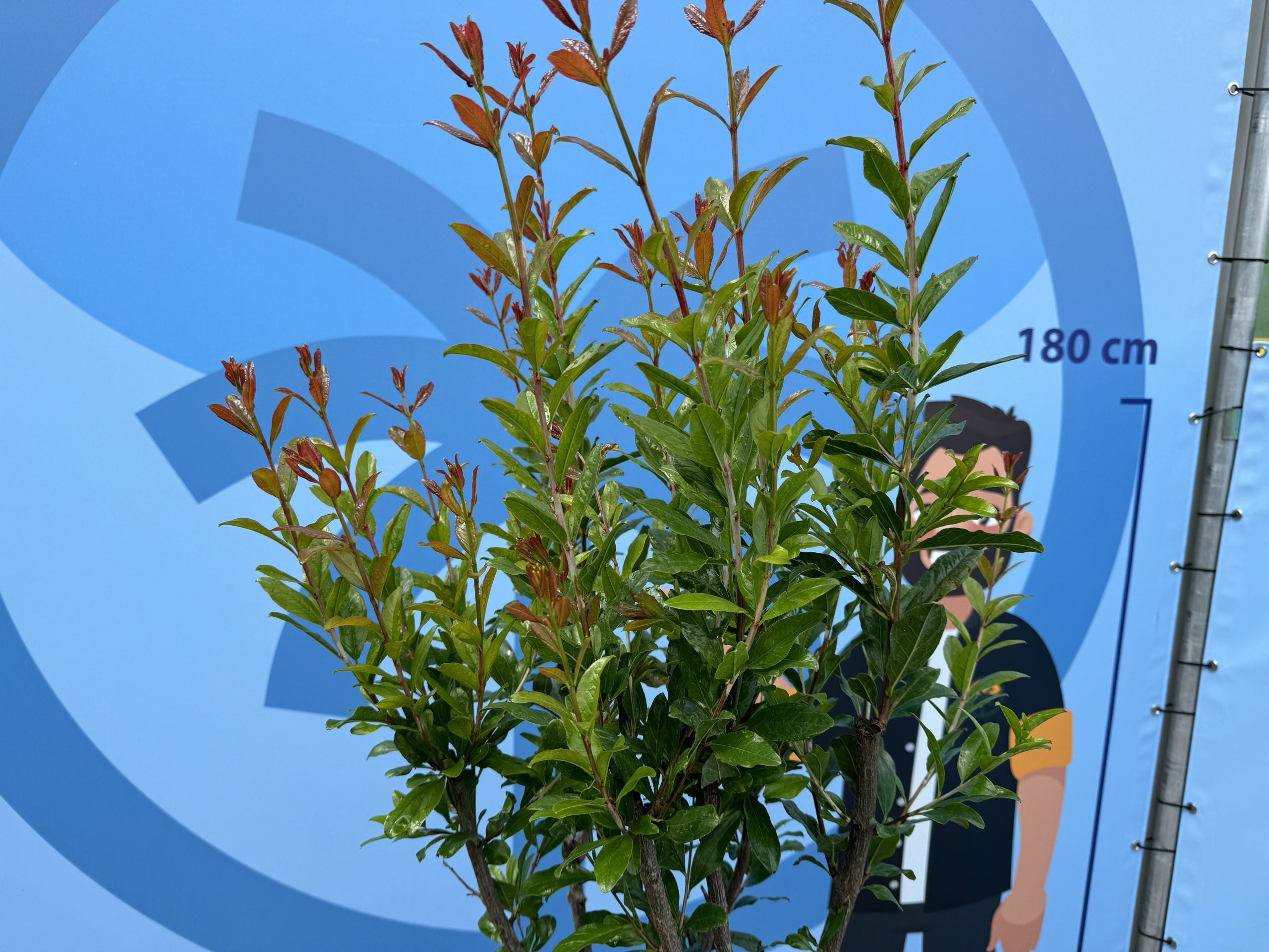 Sunny Tree – Grenadier – Résistant au froid – Arbre fruitier – Punica Granatum – Hauteur 160 cm – Qualité A+ - 4