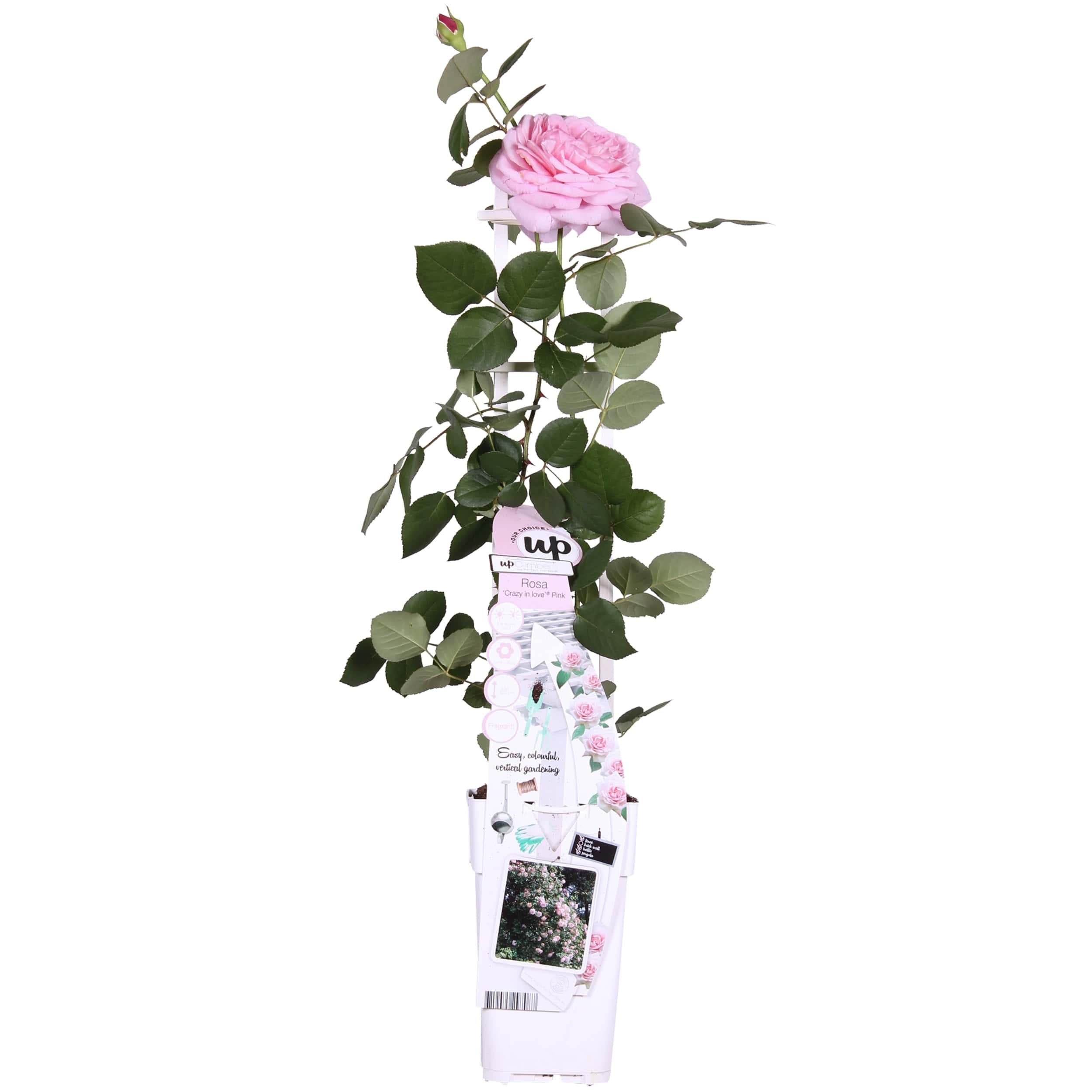 Rosa Crazy in Love 'Pink' - Róża pnąca różowa - 15cm - 65cm
