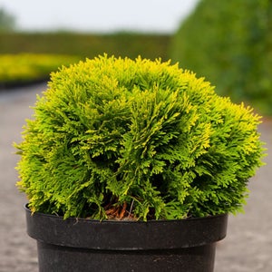 wurzelsperre für thuja Gelber Zwerg-Lebensbaum kaufen | Thuja orientalis 'Aurea Nana' main image 1