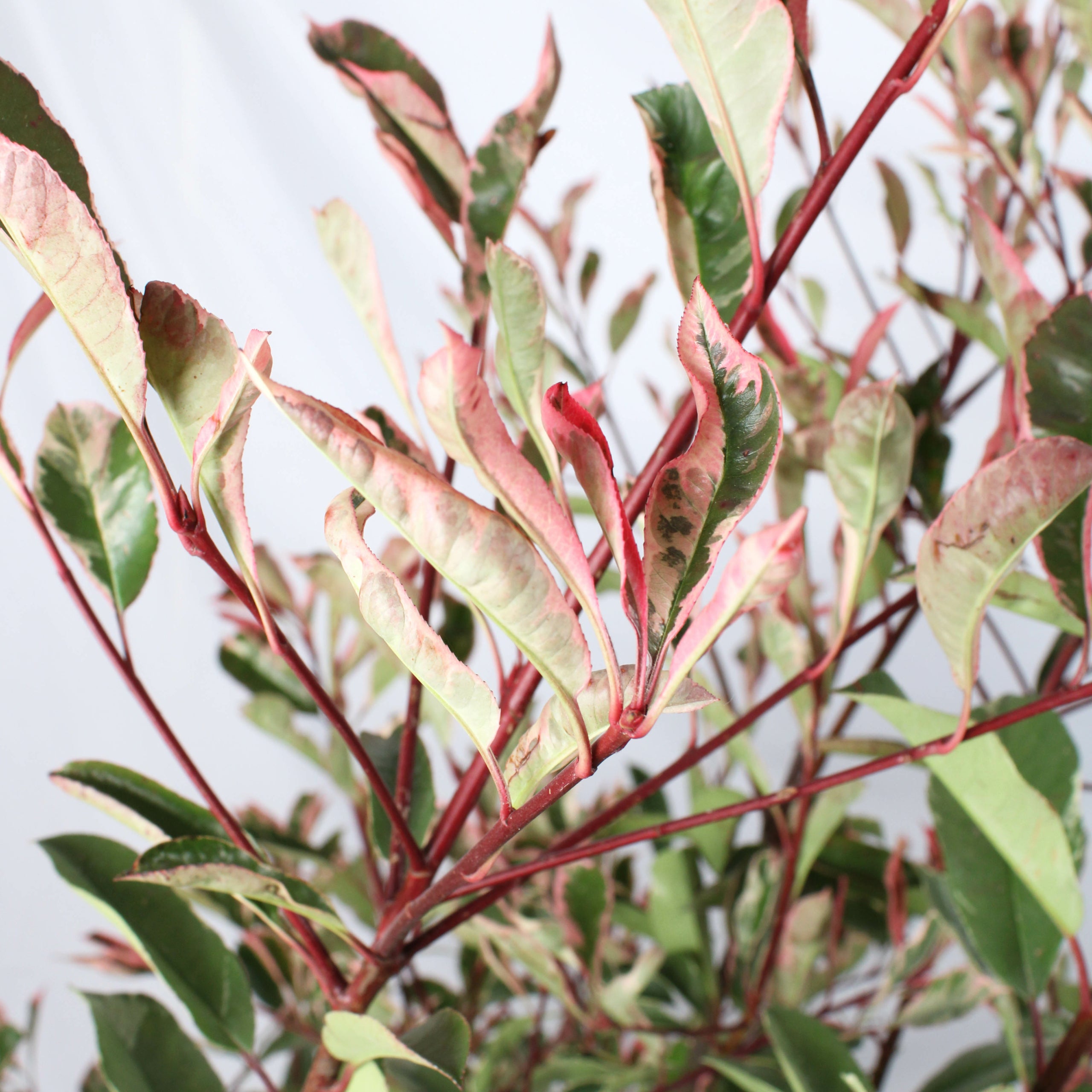 KENTIS - Photinia × Fraseri 'Pink Marble' - Pianta da Siepe Resistente per Esterno, H 100-125 cm, Vaso Ø 24 cm. - 3