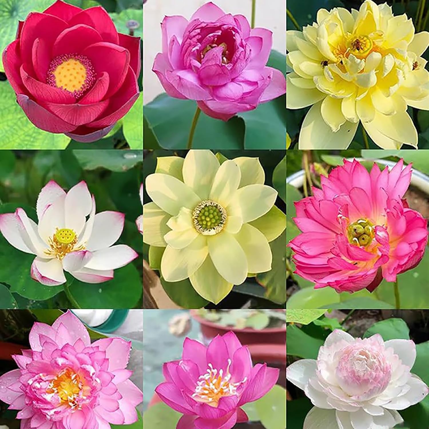 60 semi di loto di colori misti, semi di fiori da seminare, semi di loto acquatico, piante da fiore, per coltura acquatica, giardino - 8