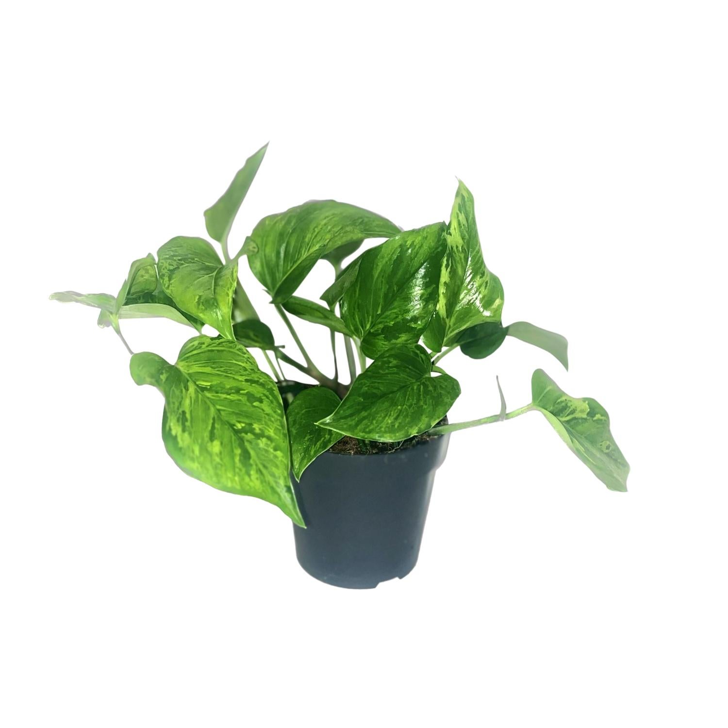Scindapsus Pictus Trebie - Ø12cm - Wysokość 20cm