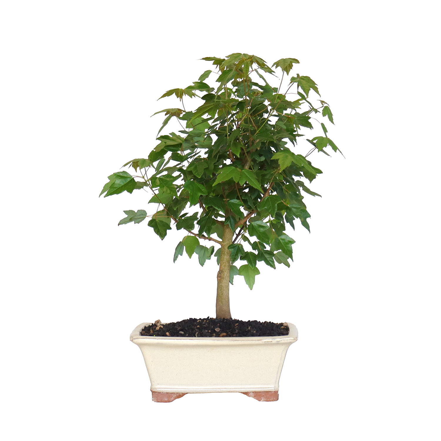 Semillas De Arce Tridente (Acer Buergerianum) - Paquete De 30 Semillas Para Cultivo O Bonsái (SAFLAX)
