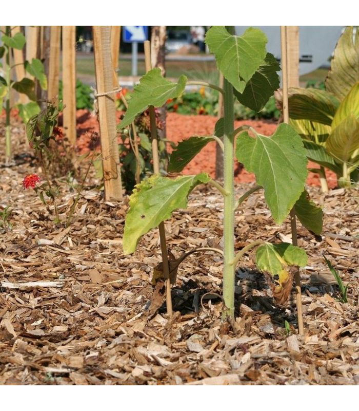 Paillage naturel copeaux de bois big bag 1 m3 pour 20m2 - 4