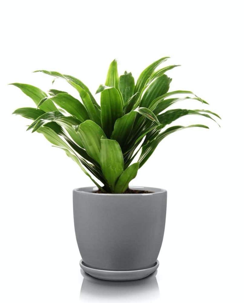 Lot de 2 Pots de Fleurs, en Céramique, pour Fleurs, Plantes, Diamètre : 20 cm, avec Bac d'Égouttement, Gris - KOTARBAU - 3