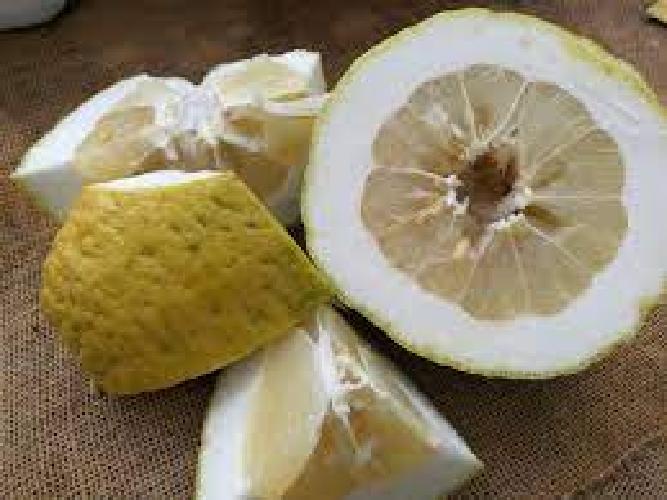 Acquista online Pianta di Cedro Diamante (Citrus Medica) in fitocella