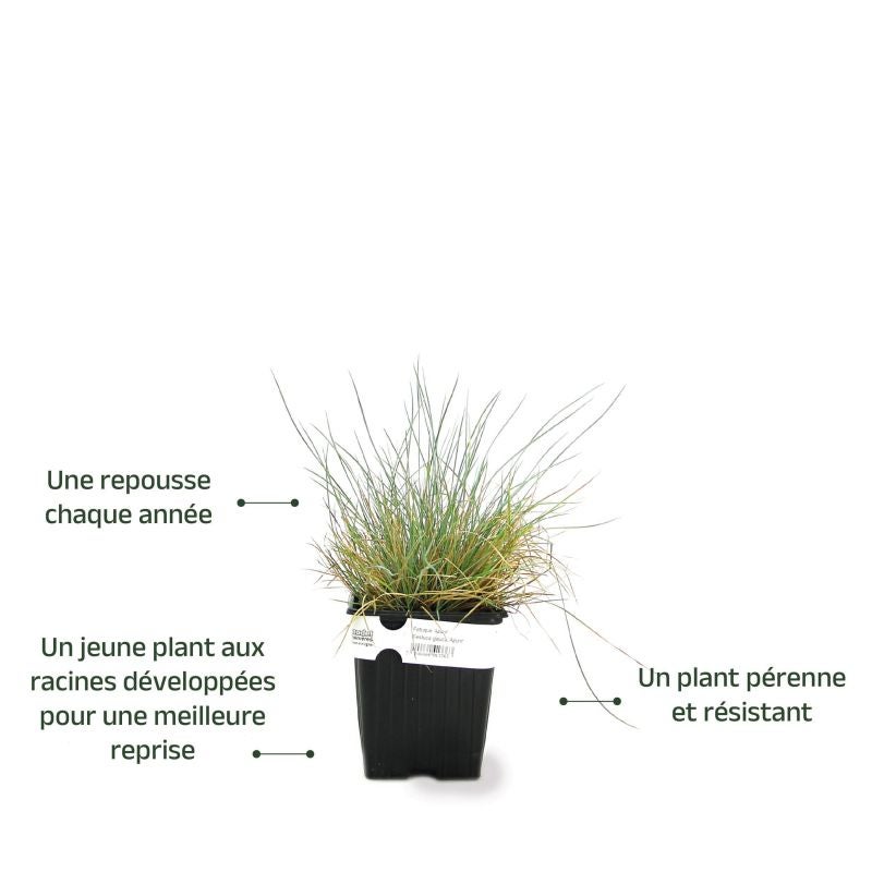 3 Fétuques Bleues (Festuca Glauca 'Azurit') - Lot de 3 graminées - Pépinières Naudet - 3
