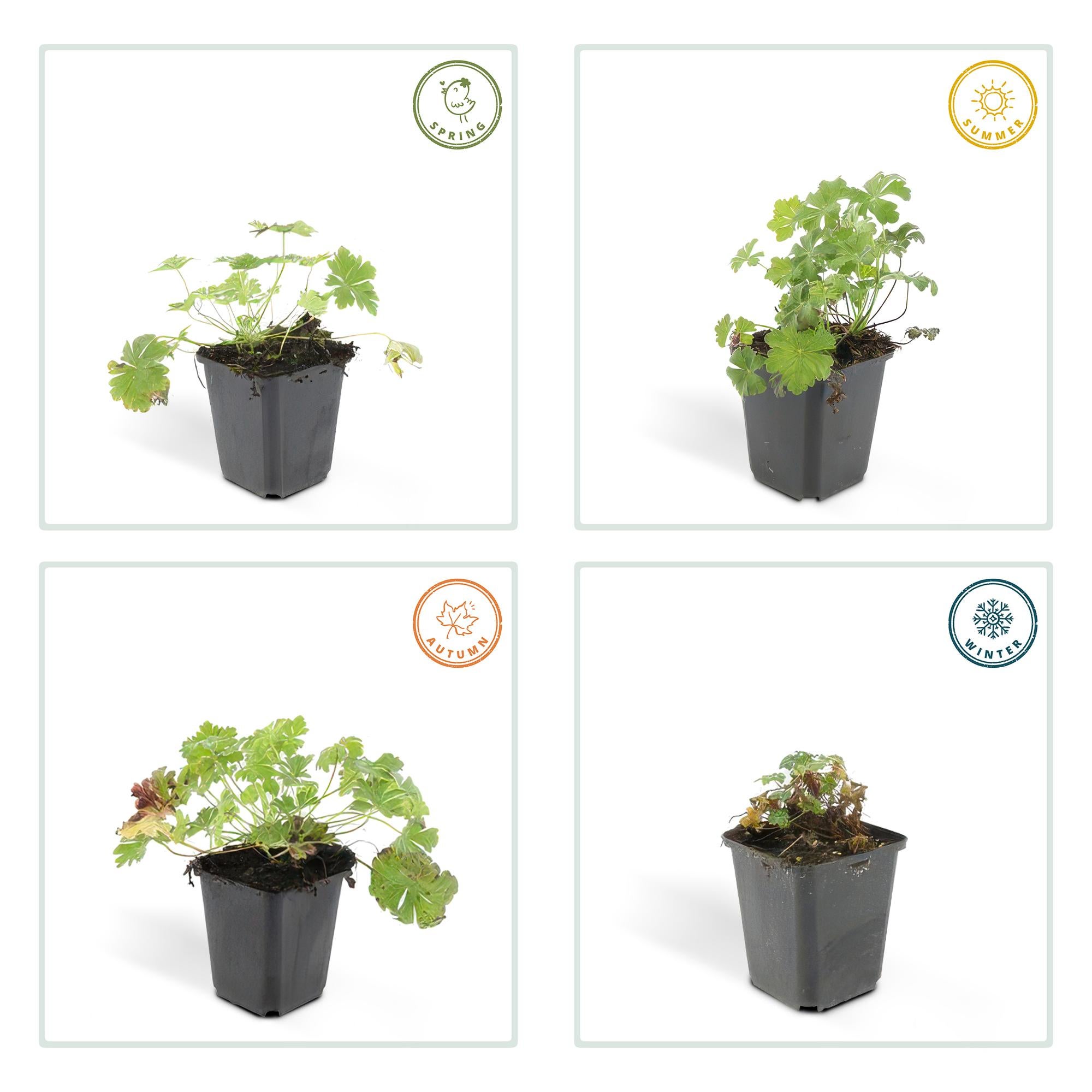 24x Plante Geranium cant. 'Biokovo' - ↕10-25cm (hauteur) - Ø9cm (diamètre)– ComfortXL Green - 4