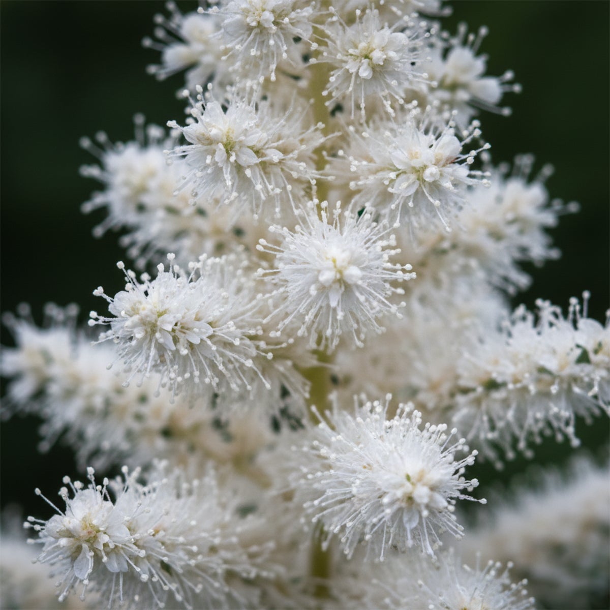 Lot de 6 - Astilbe Astary White - Fausse spirée - Plante de Jardin - H. 10-20 cm - P. 9 cm - 2