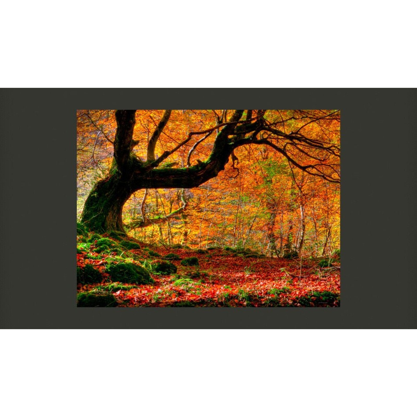 Papier peint automne, forêt et feuilles - 250 x 193 cm - 2