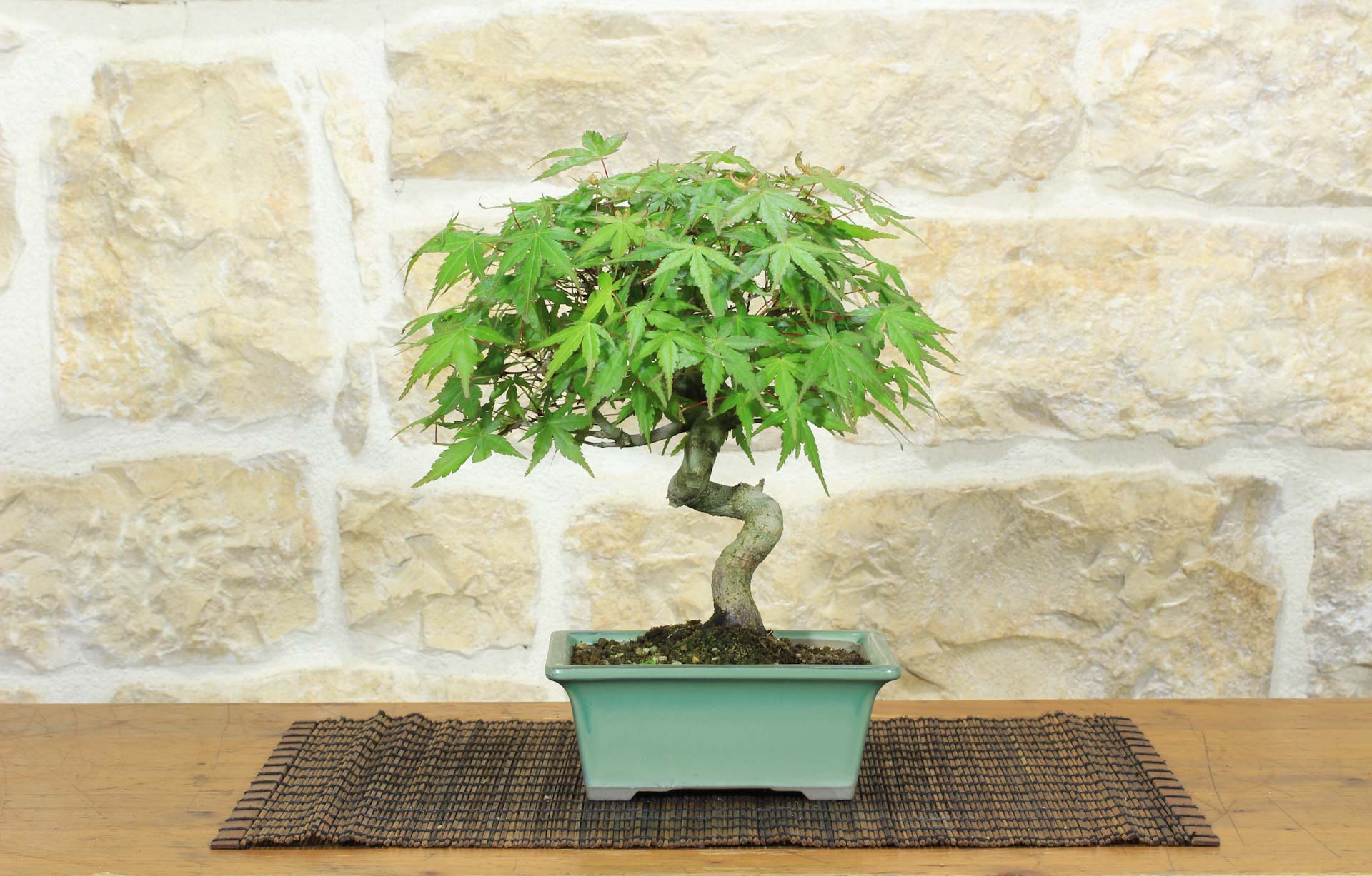 bonsai poster Bonsai Tree, Style B , By Asia Jensen,Wall Art Canvas Print, main image 1