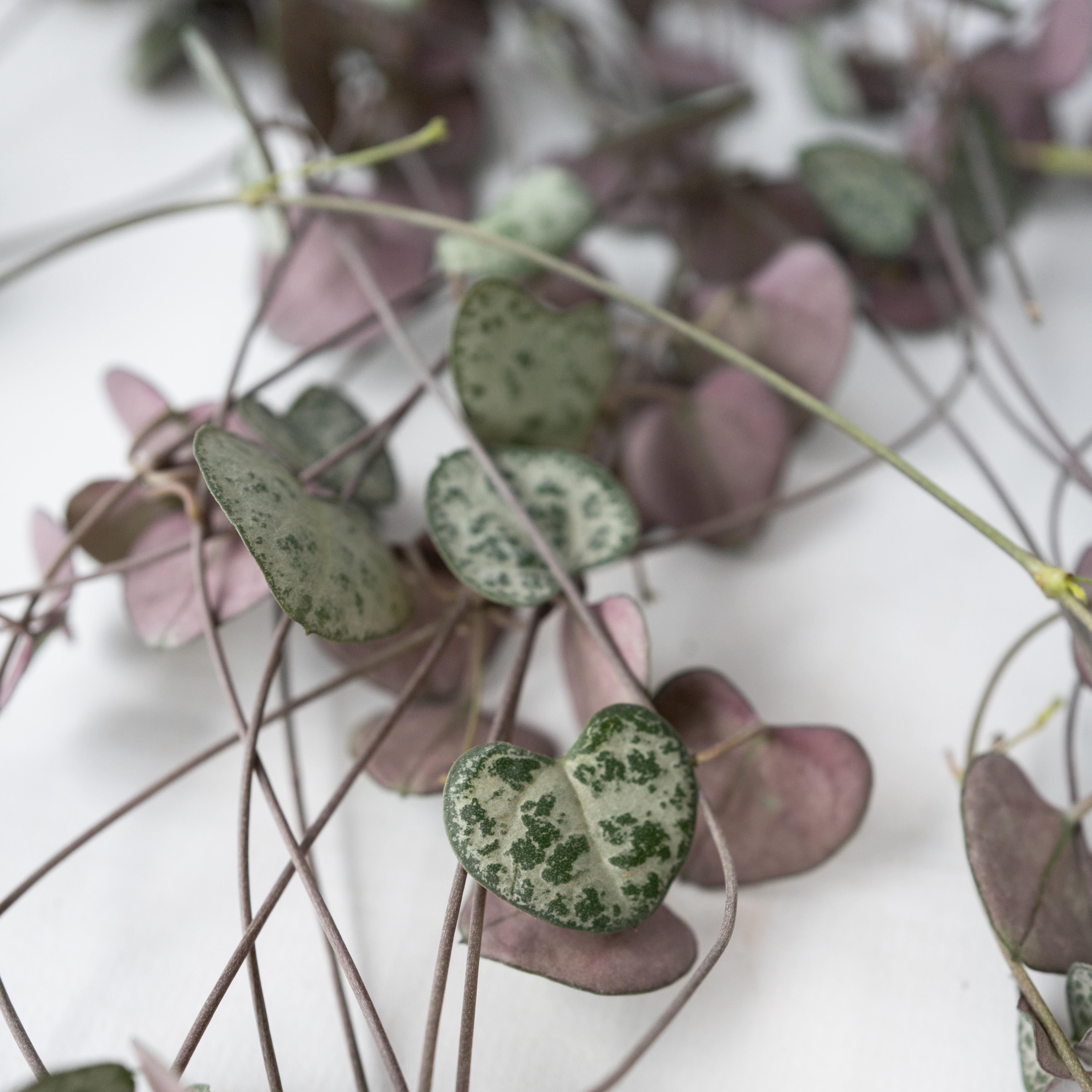 Chaîne des cœurs - Ceropegia linearis Woodii - Hauteur 20-30cm - ⌀14cm - 4