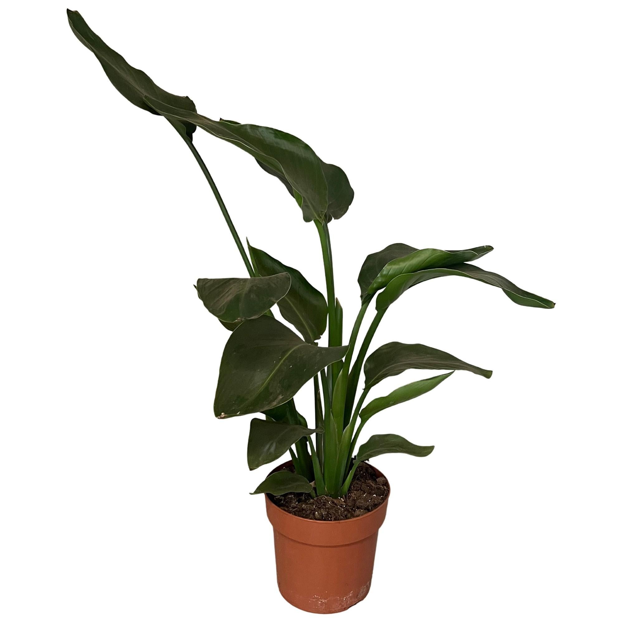 Strelitzia Nicolai – Zestaw 2 roślin doniczkowych Ø17cm W65cm, dekoracyjne liście
