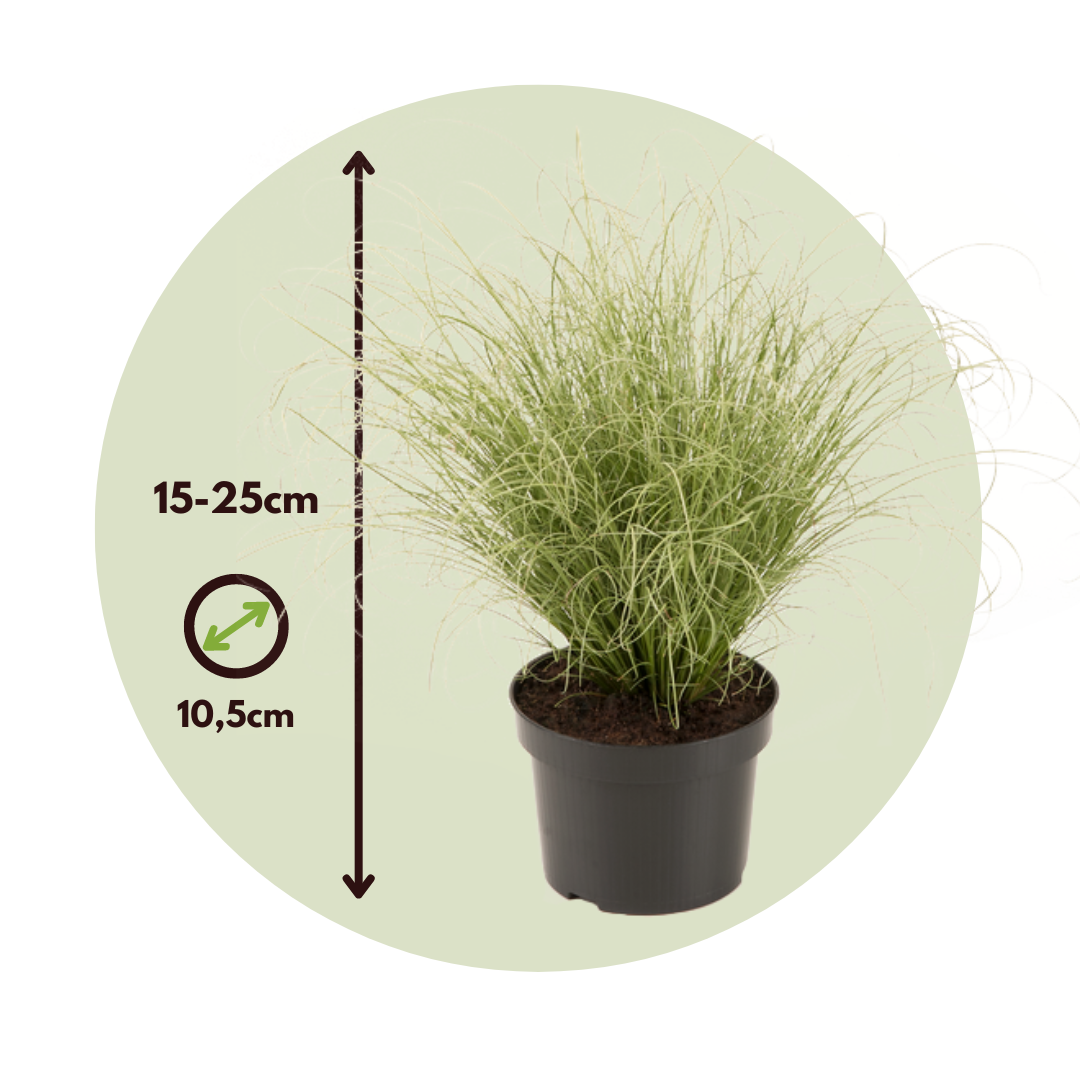 Laîche - Set de 6 - Carex 'Amazon Mist' - Hauteur 15-25cm - ⌀10,5cm - 2